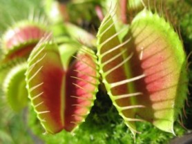 Dionaea muscipala