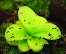 Pinguicula