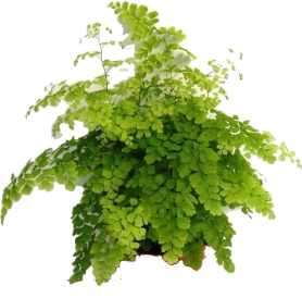 Adiantum raddianum 'Fragrans' 