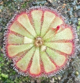 Drosera Aliceae