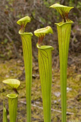 Sarracenia