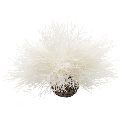 biOrb Sea lilies biela 11cm