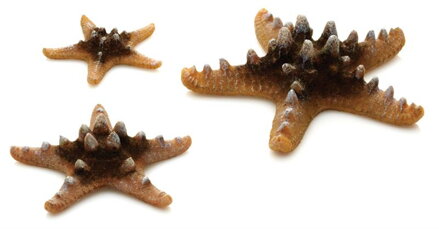 biOrb Sea Stars Set prírodná 10, 8 a 5 cm
