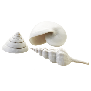 biOrb Sea Shells Decor Set biele 12, 7, 5 cm