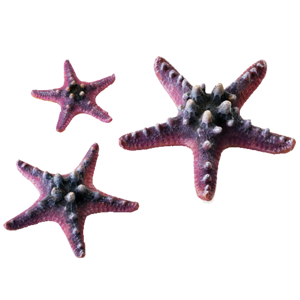 biOrb Sea - set hviezdic - ružové 10, 8 a 5 cm